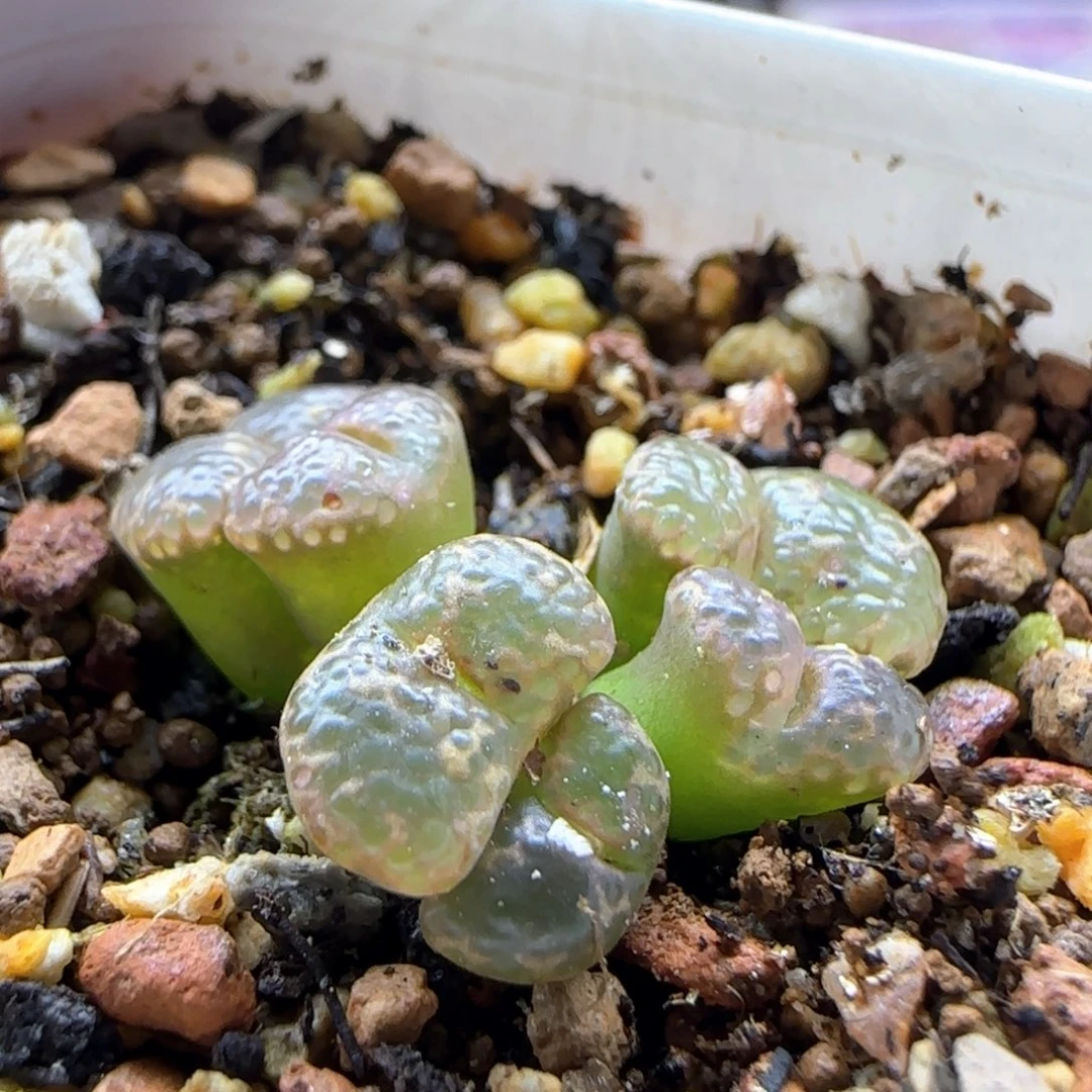 6224 大白多肉植物园