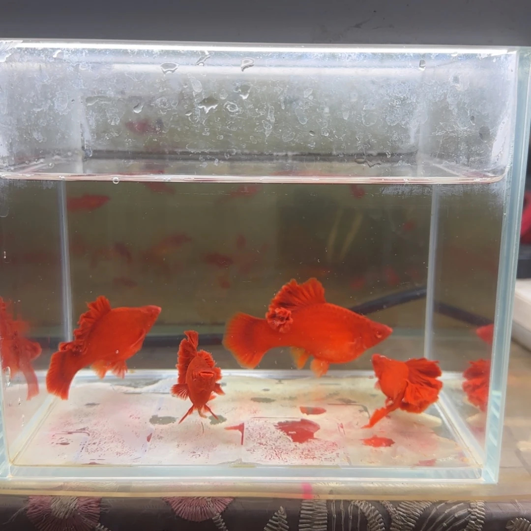 红剑鱼两对精品种鱼5个月