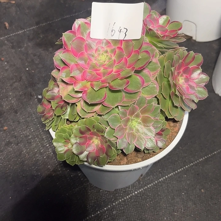 杨***意孔雀翎多肉植物保护1643