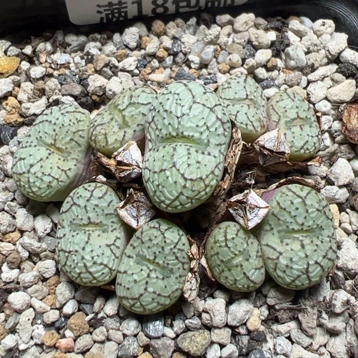 【闪购商品】 877。