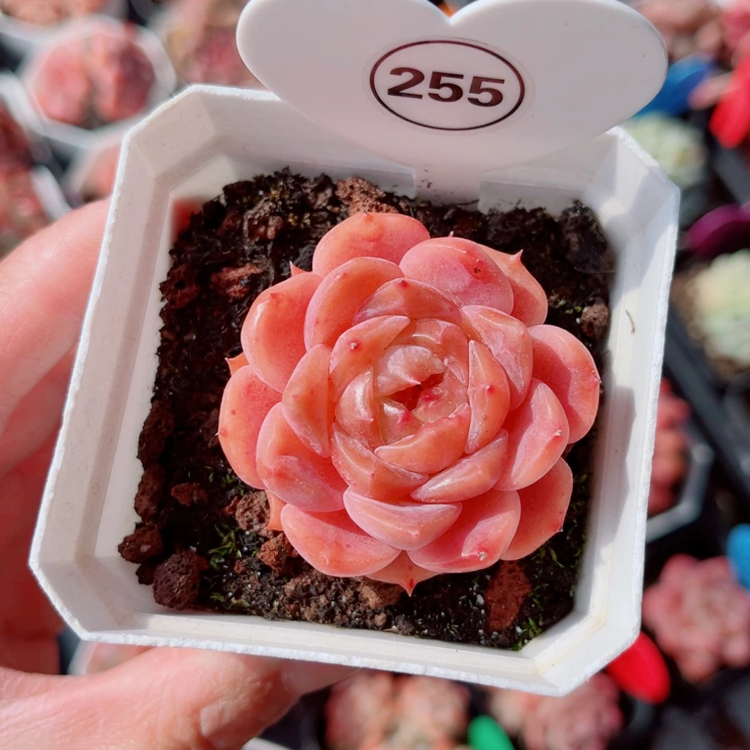 美***夕255号小老桩糖心单头