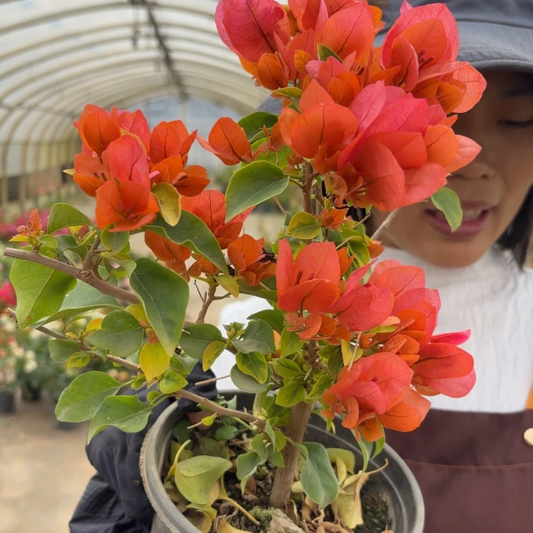 完全开放（精彩）三角梅会落花落叶会光杆苗有大有小