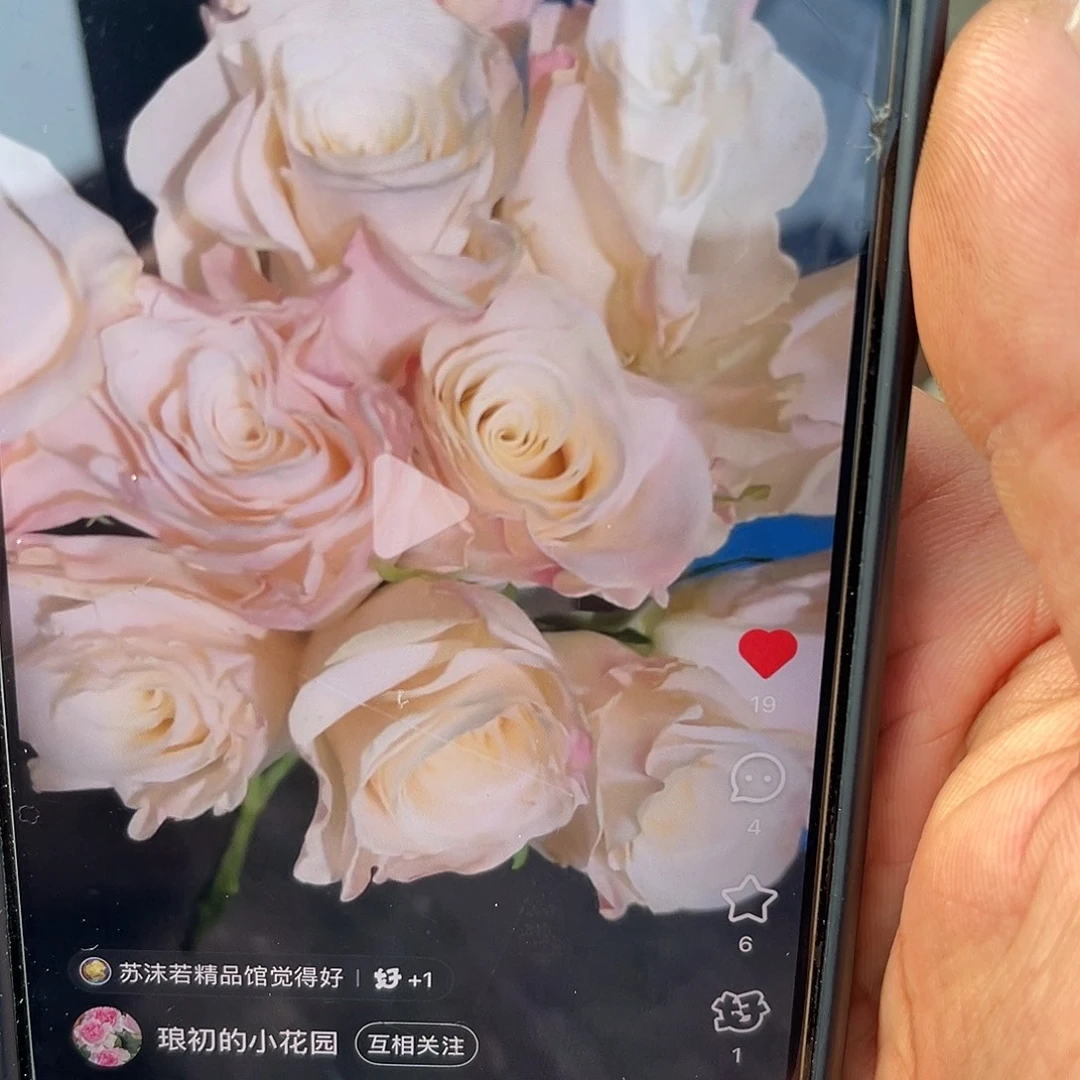无花朵———伯恩 福利款