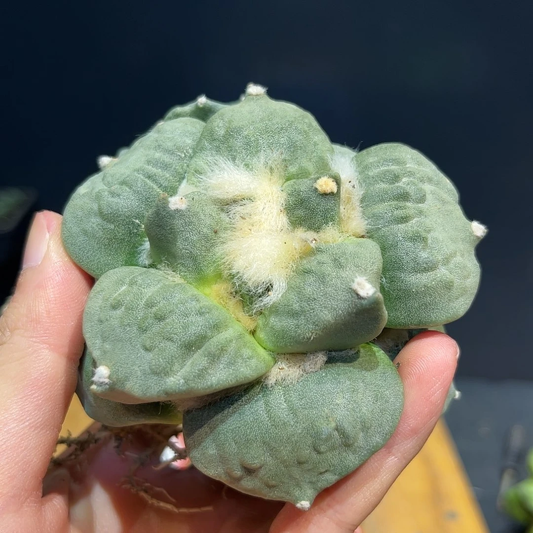 9号自根宽尤怒涛福利