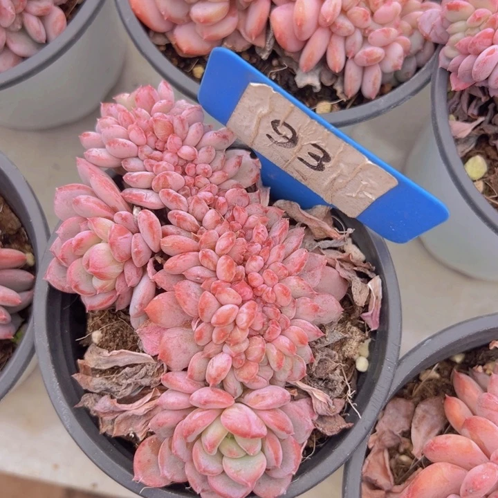 健健康康平平安安