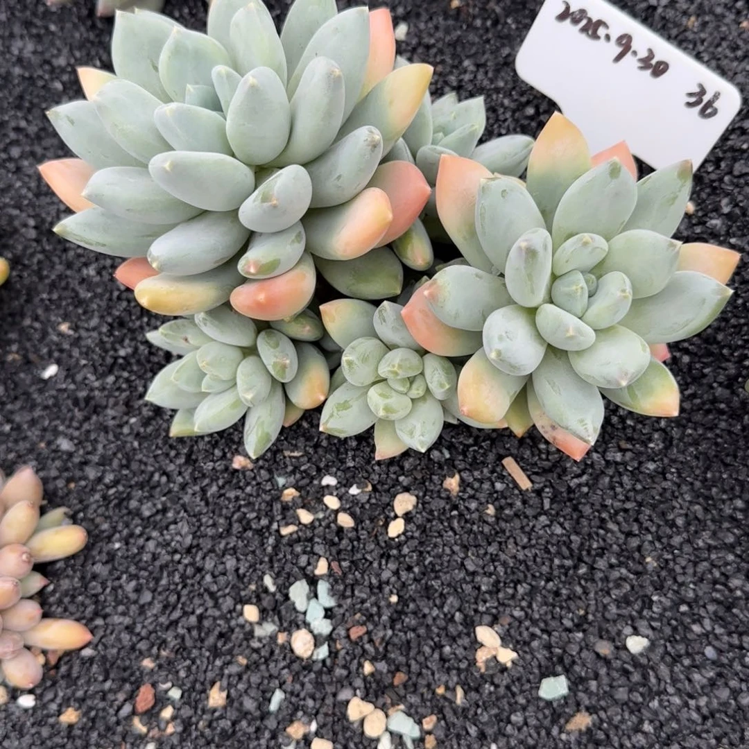 倩***怡一物一拍三色美人36