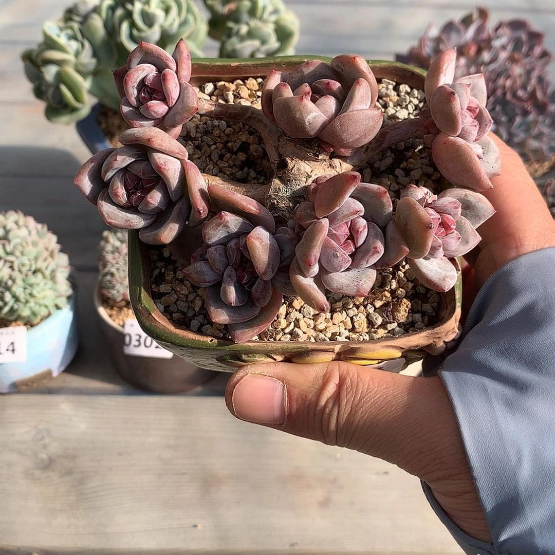 297石榴籽星影掐心群一棵11厘米