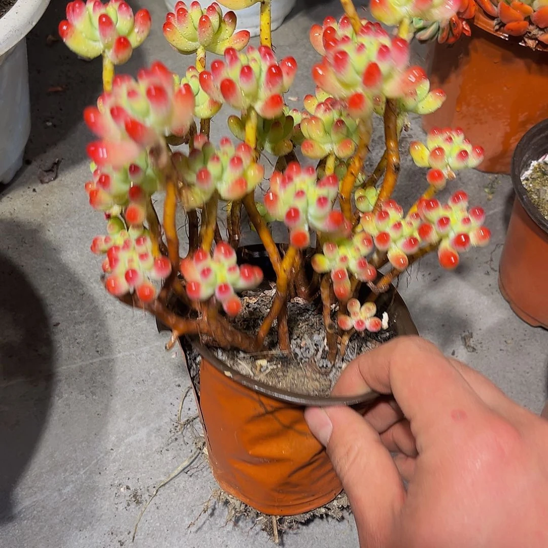 乙女心多肉5.8带盆