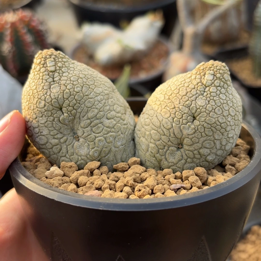 完全开放双头兔耳朵ggggg