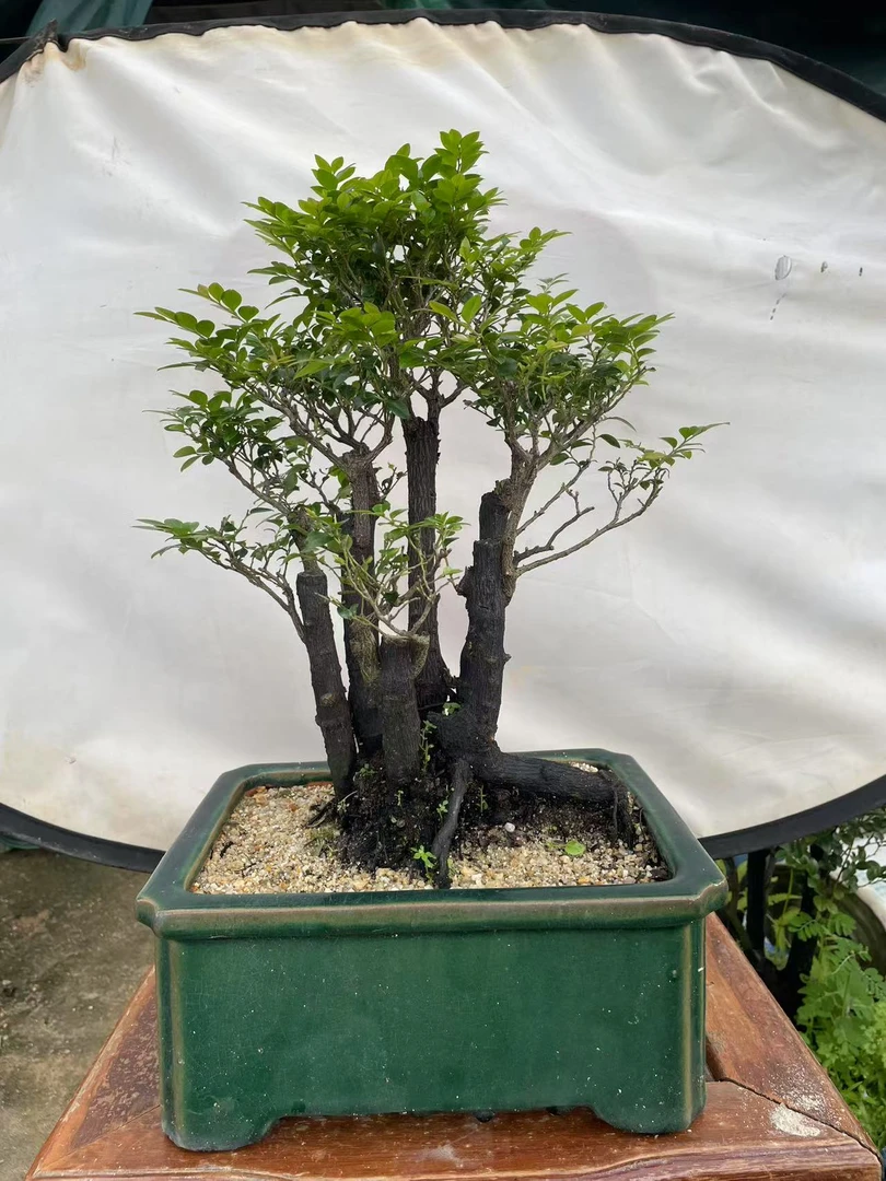 盆景室内绿植四季常青适合书房客厅办公室摆放