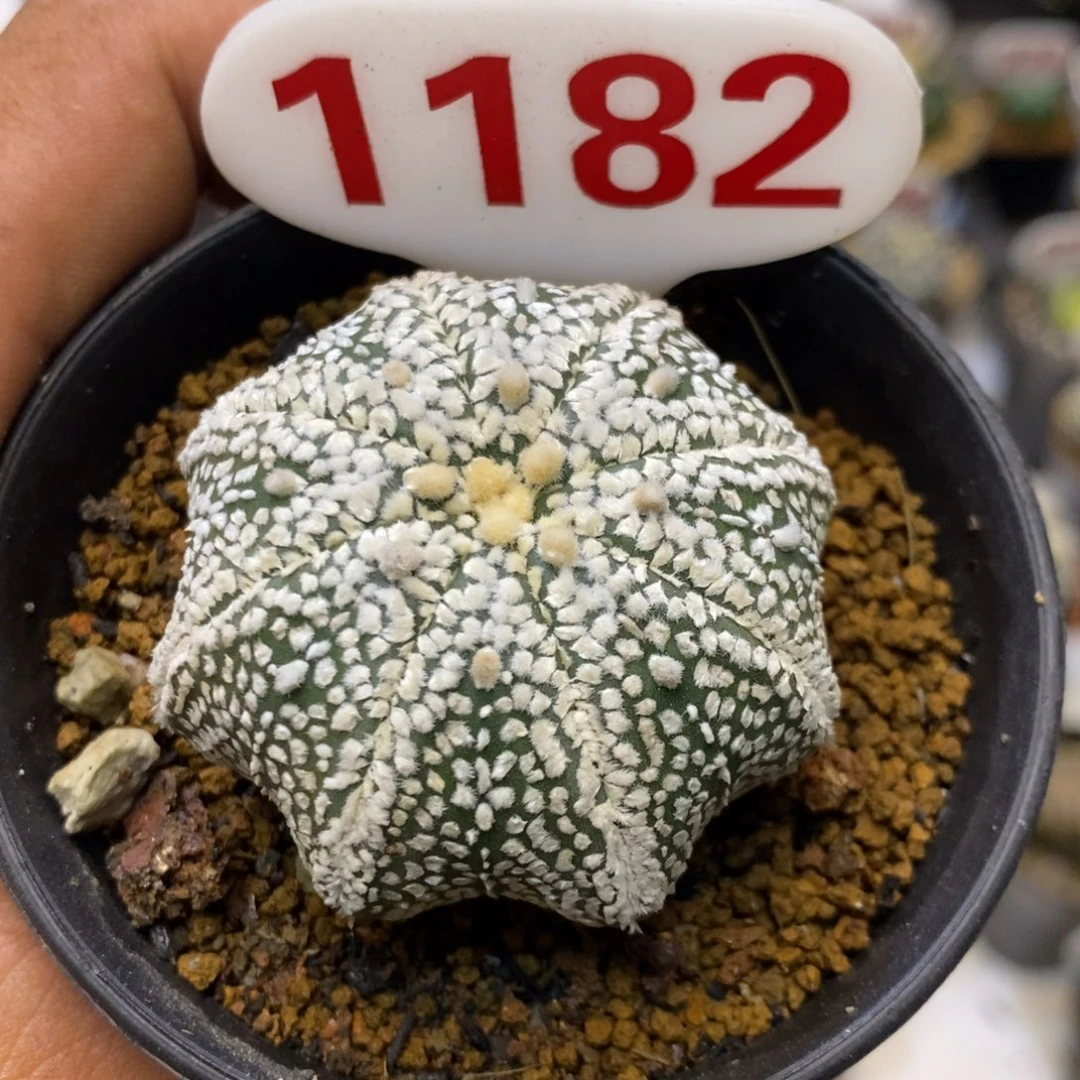 1182福利特价来了哦耶