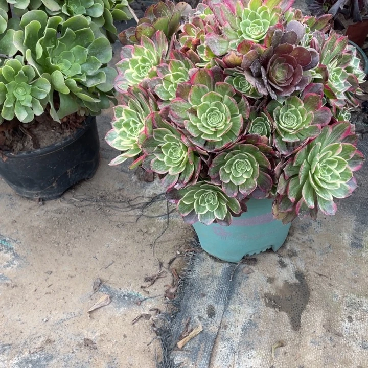 66水蜜桃多肉植物多肉多肉