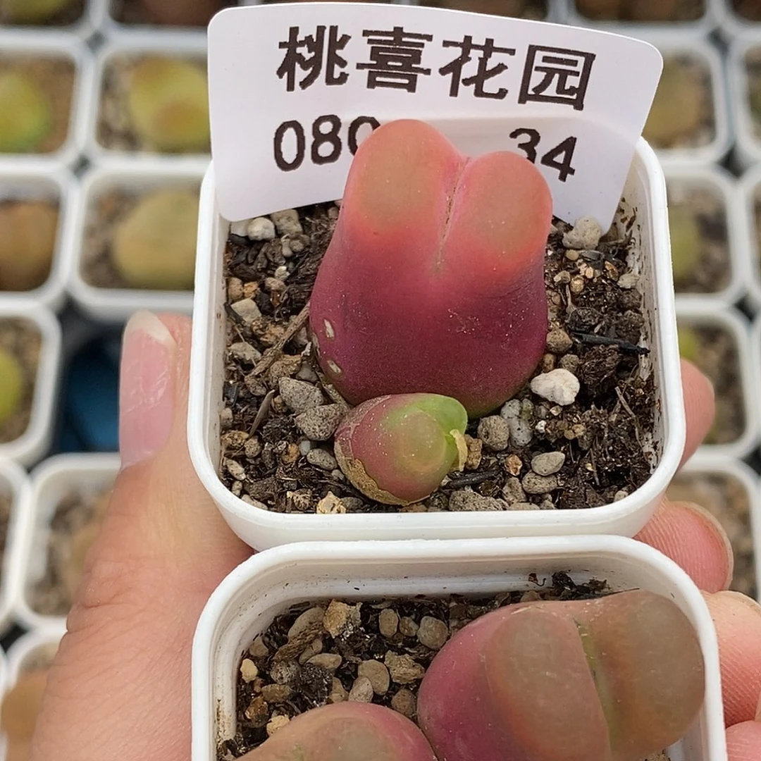 0806-34-福利毛两颗。