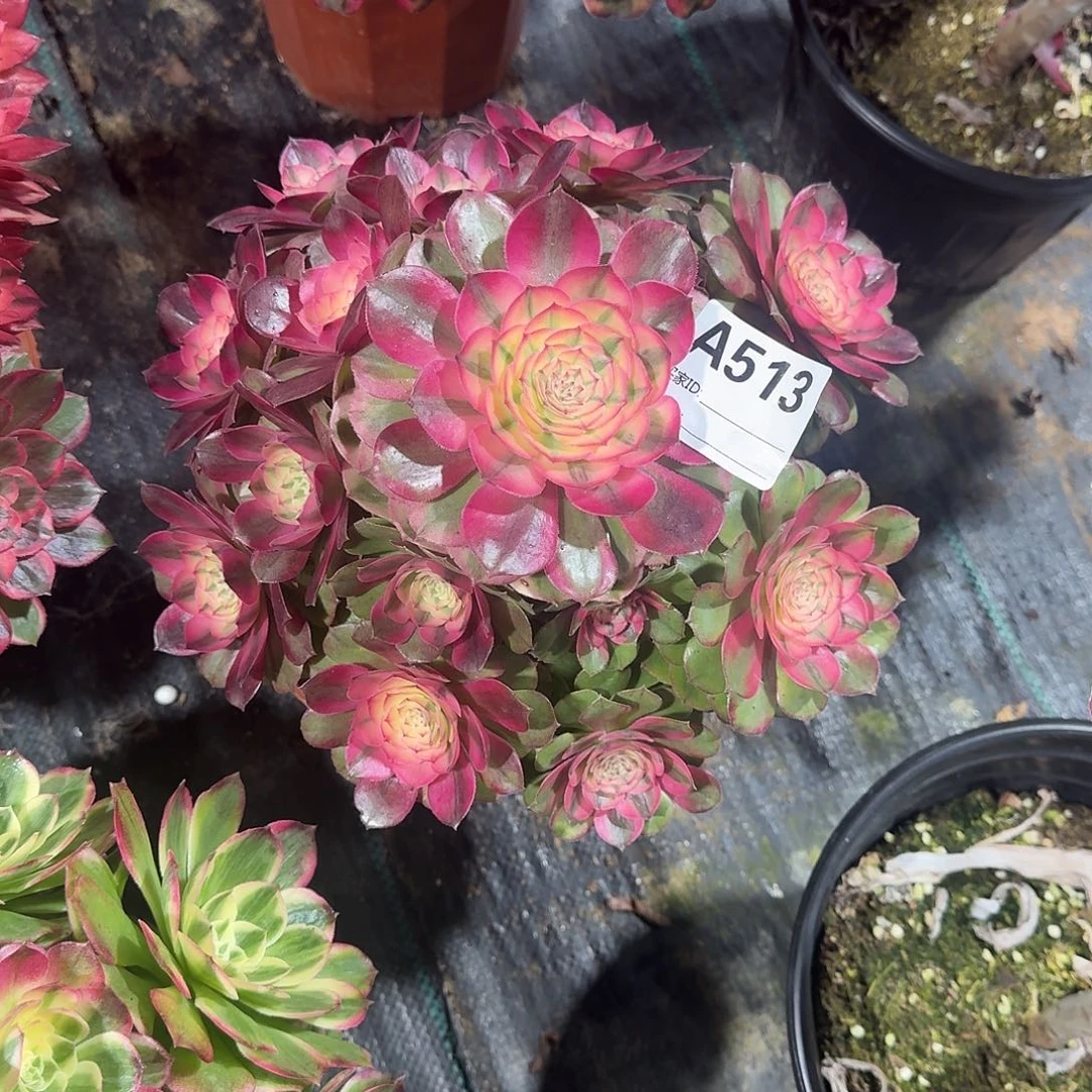 荔枝多肉法师a513