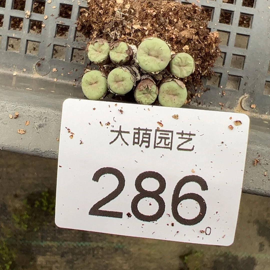 一物一拍。          286
