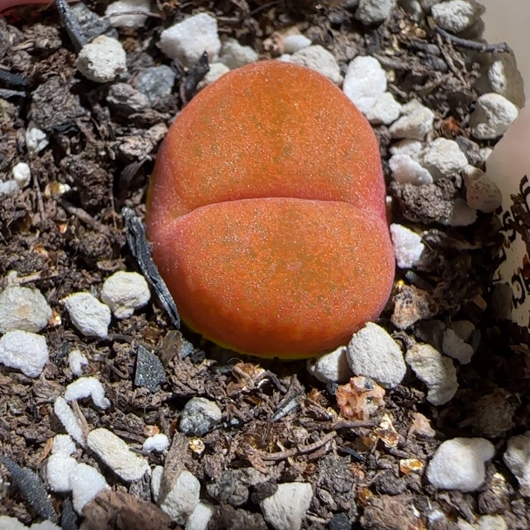 肉锥多肉植物组合-水蜜桃1685