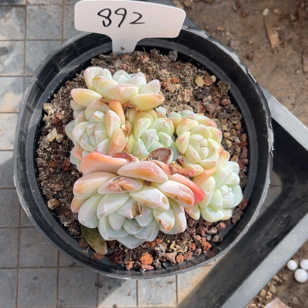 巴***蕾老阿姨花卉一物一拍892