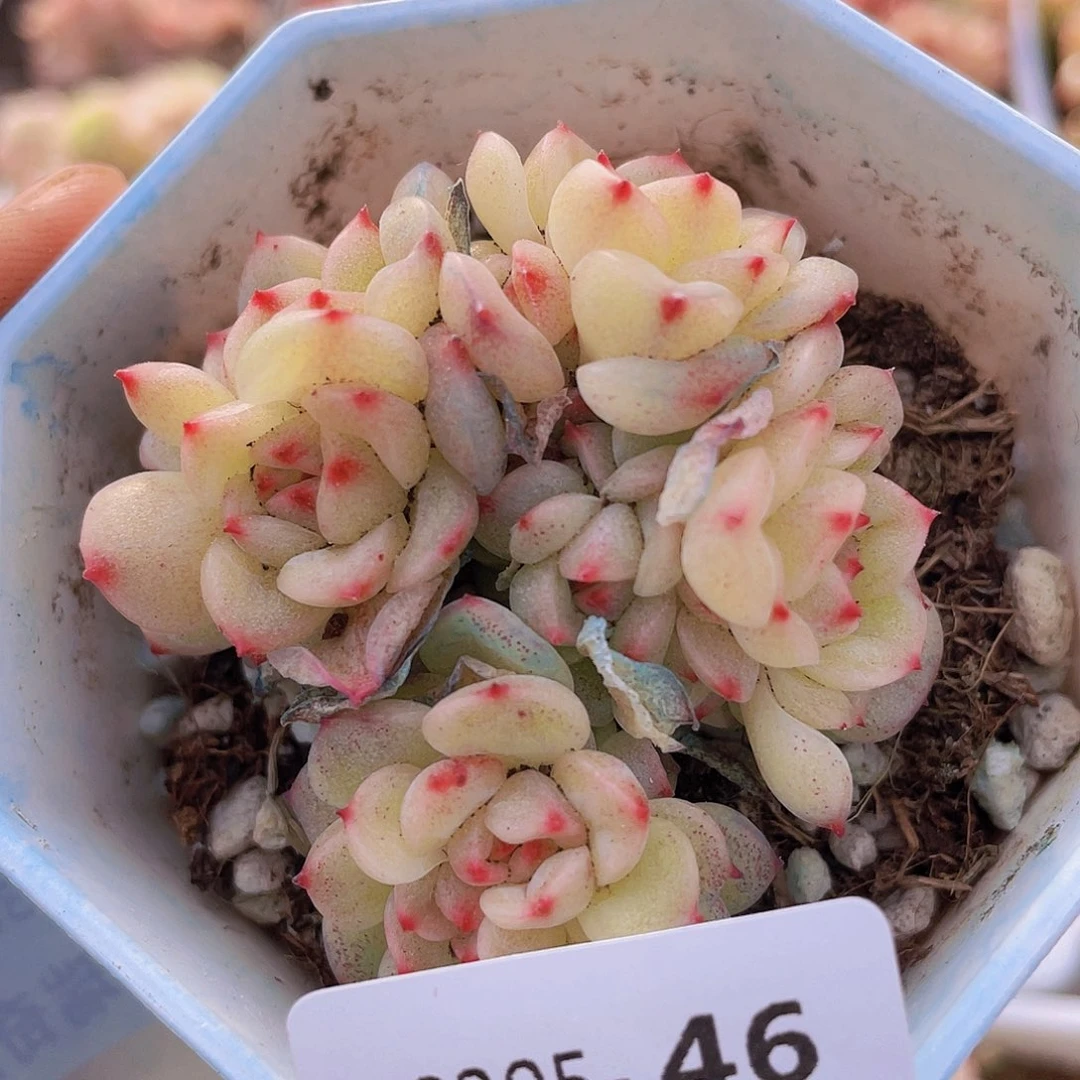 00000000000046量拍