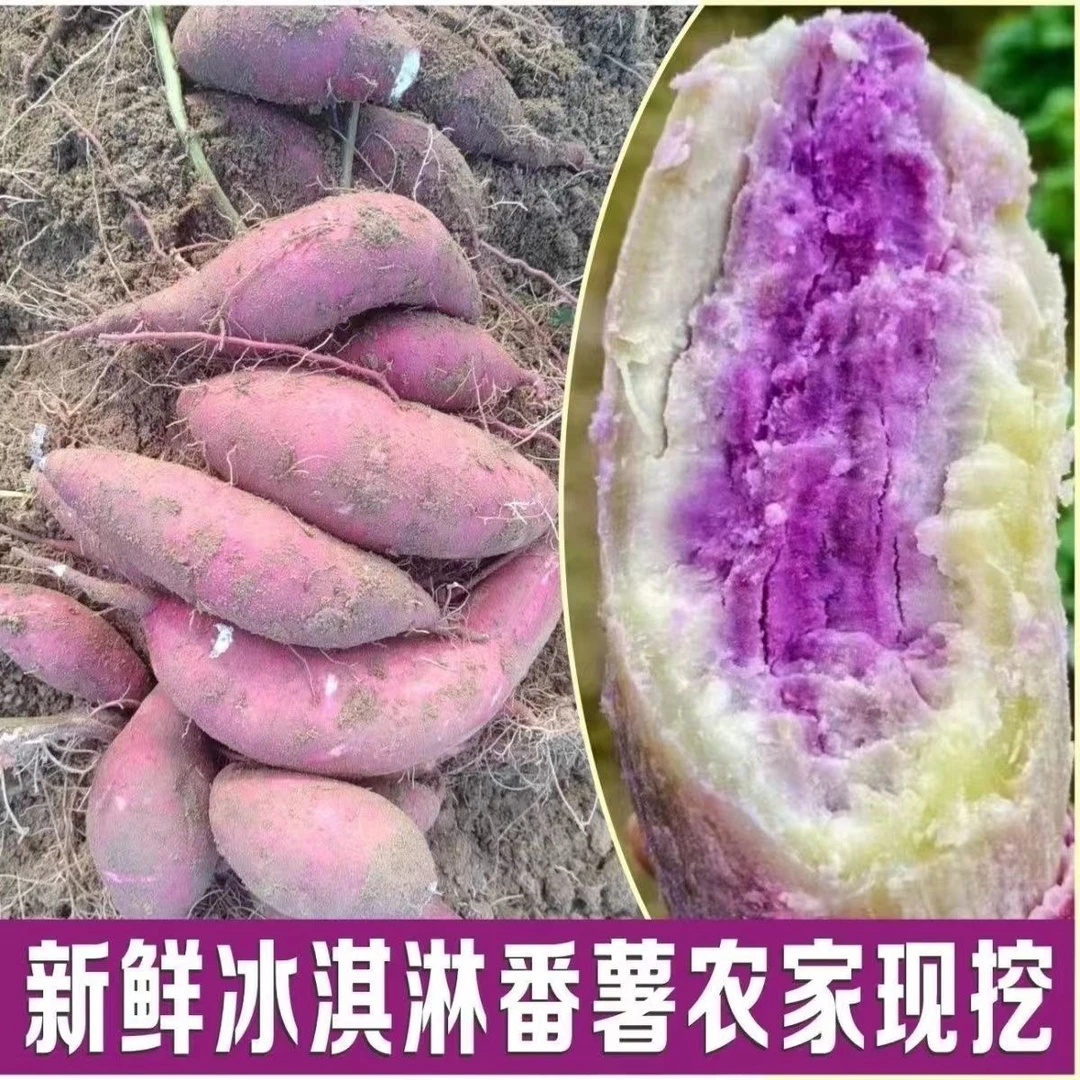 【顺丰次日达】正宗高州冰淇淋红薯/番薯新鲜现挖/沙地种植粉面香甜冰淇淋红薯广东省