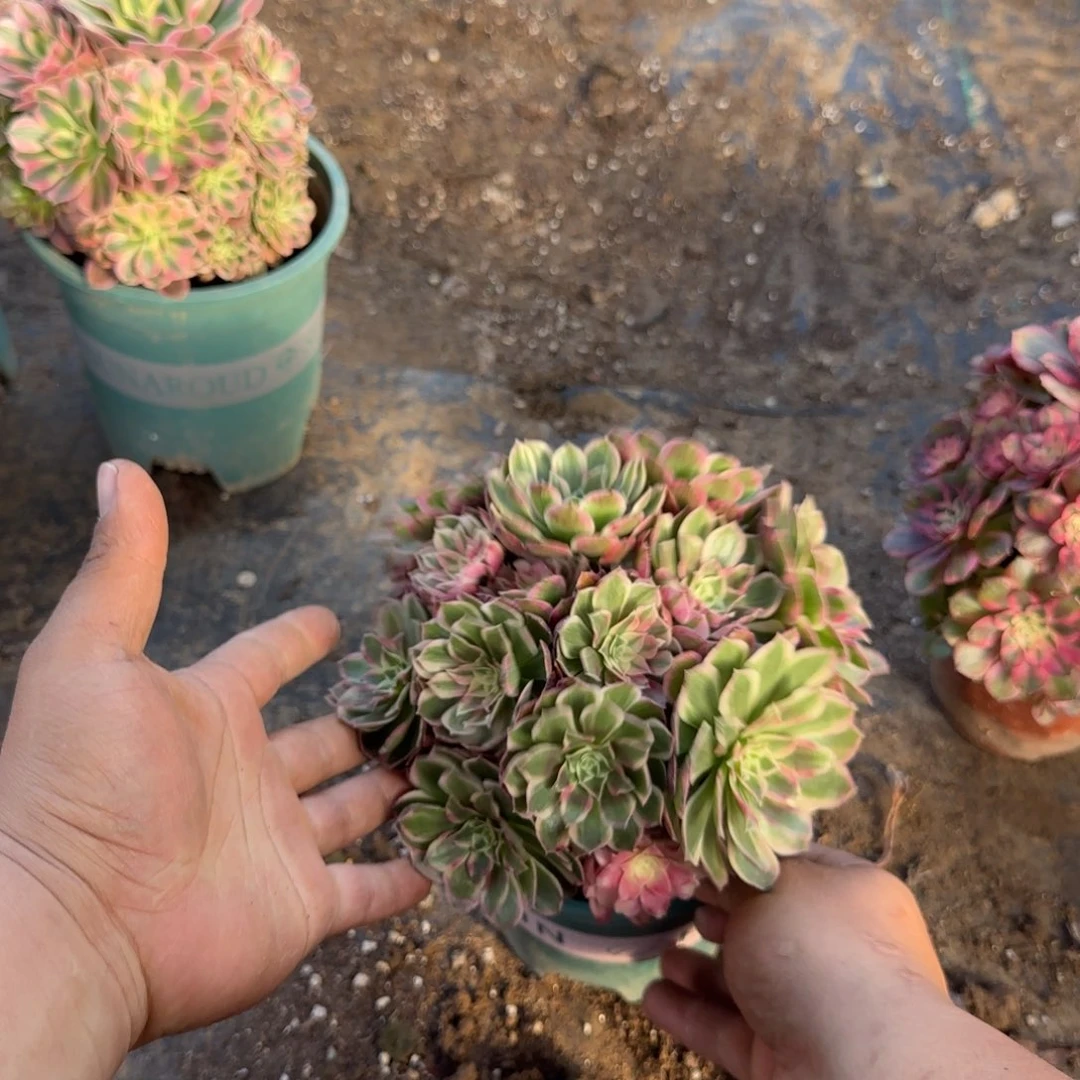 590 号一物一拍多肉脱土