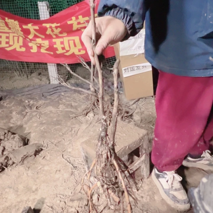 当前无花栽培后可以开花魏紫