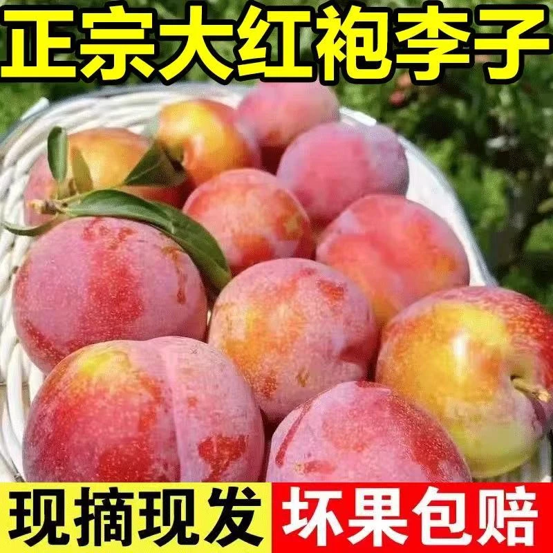 东北大红袍李子,新鲜水果黄心大果,脱骨离核,当应季孕妇水果5斤,精品超大果北京市