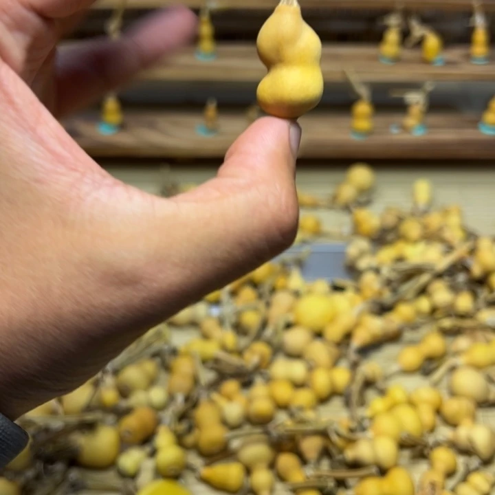 G***W葫芦草里金草里金