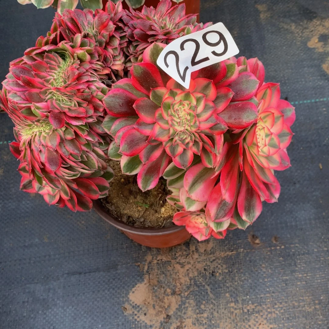 若***兰法师多肉植物229倾城