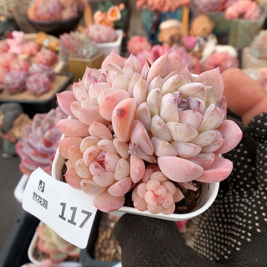 117冰魄多肉植物66666