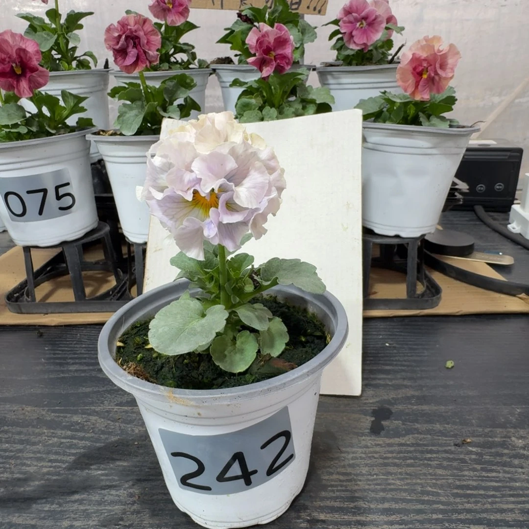 全部花朵242号角堇