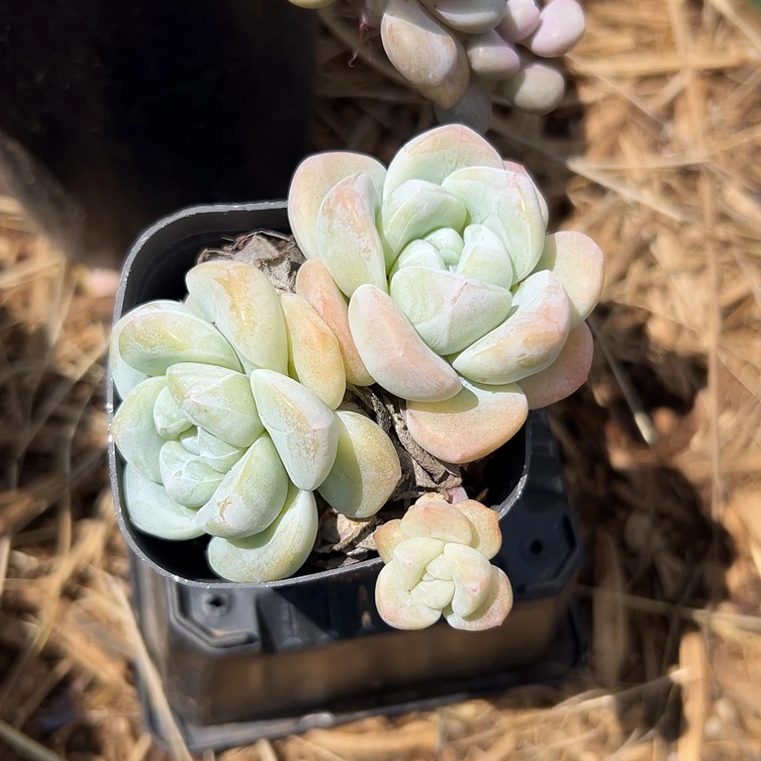 多肉植物冰玉群生