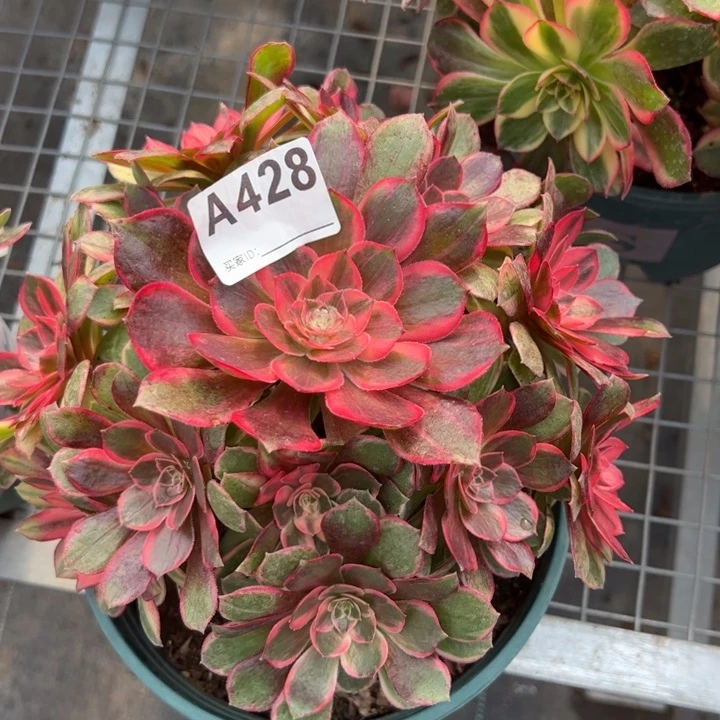 428黑魔锦20厘米左右