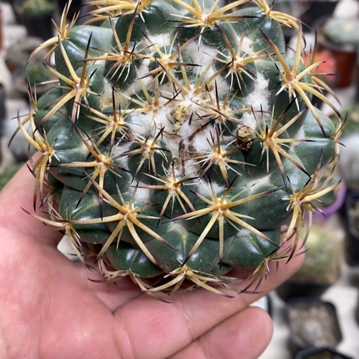 实生大号天丝象牙特价