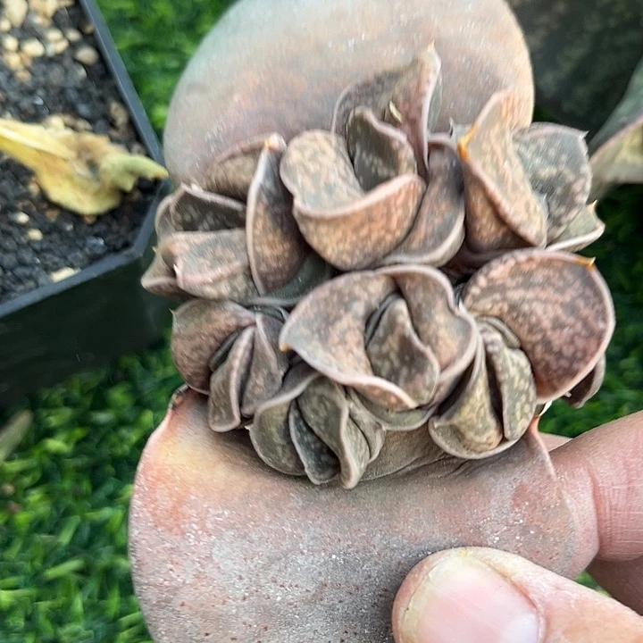 云**轻底座111111111111