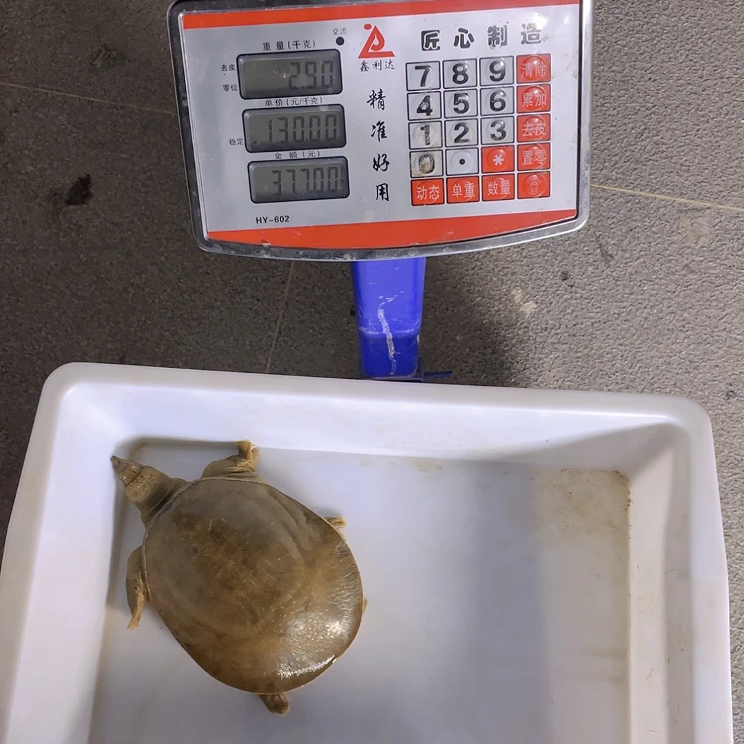 中国大陆4575765374858484