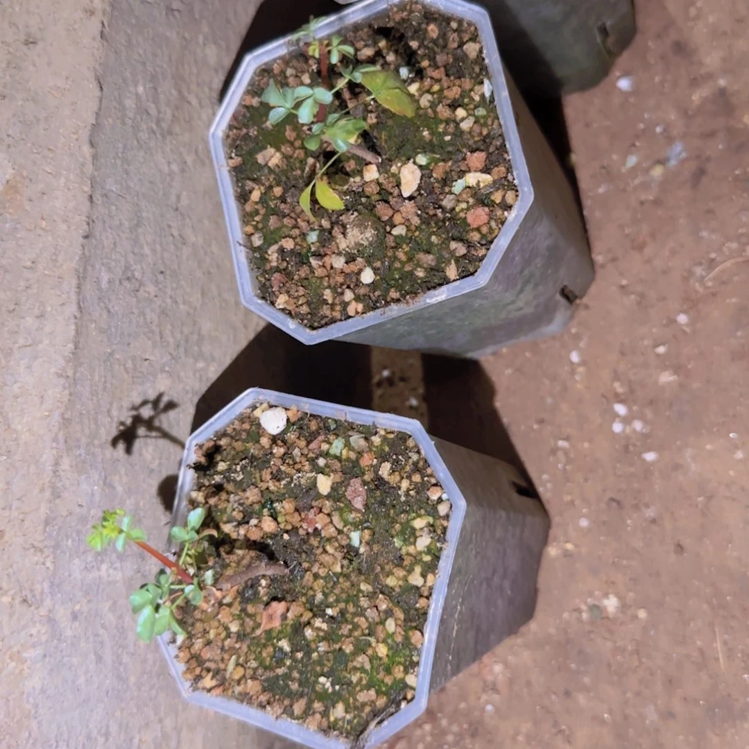 块根植物块根植物