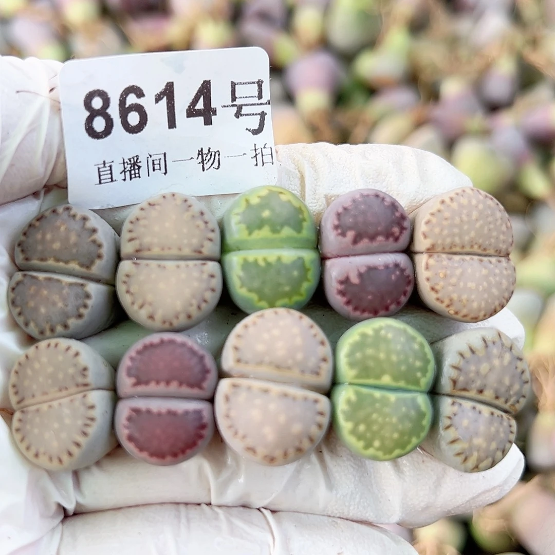 8614四年彩饼干10个1.6cm左右打包出
