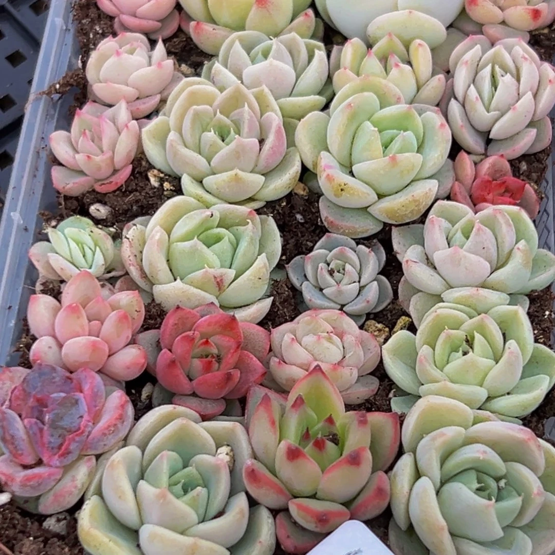 360多肉葡萄的味道是