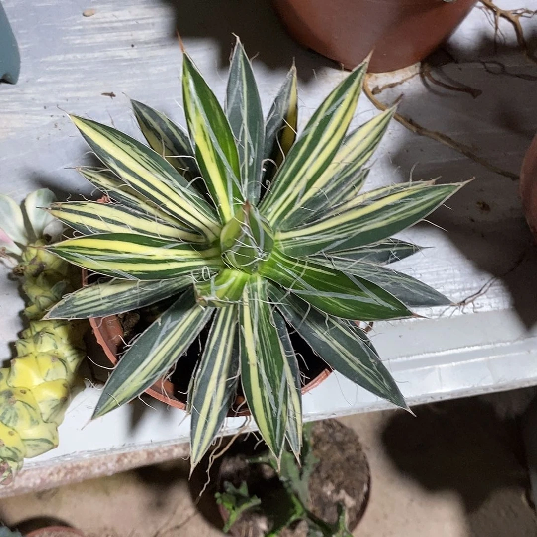 无花朵姬乱雪一物一拍
