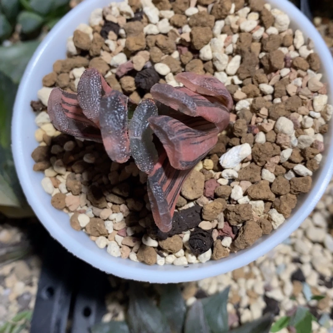 一颗实生玉扇锦 开播福利