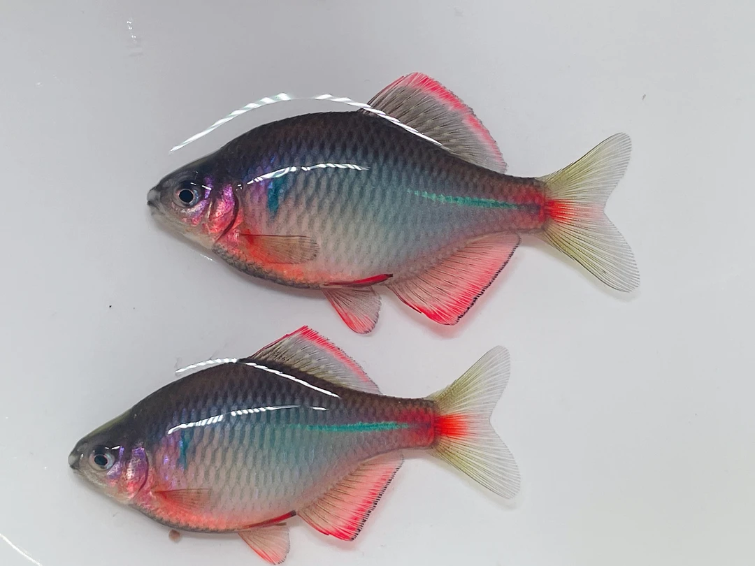 红边鳑鲏原生鱼 冷水观赏鱼淡水鱼已开口饲料