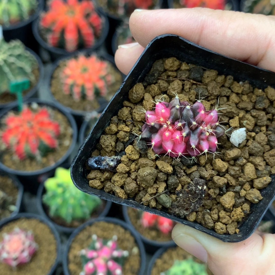 仙人球米哈牡丹锦