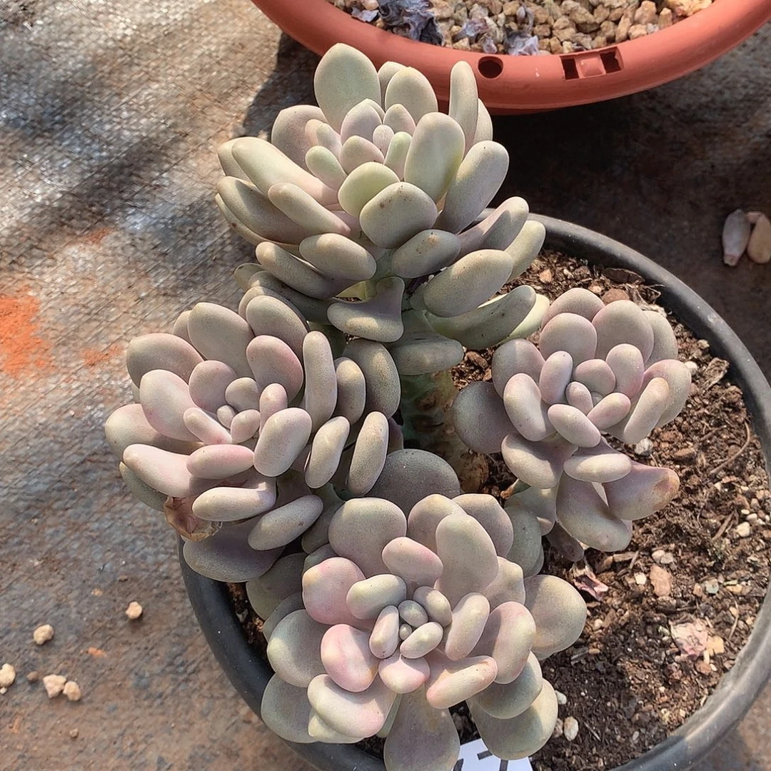 567月美人一物一拍多肉