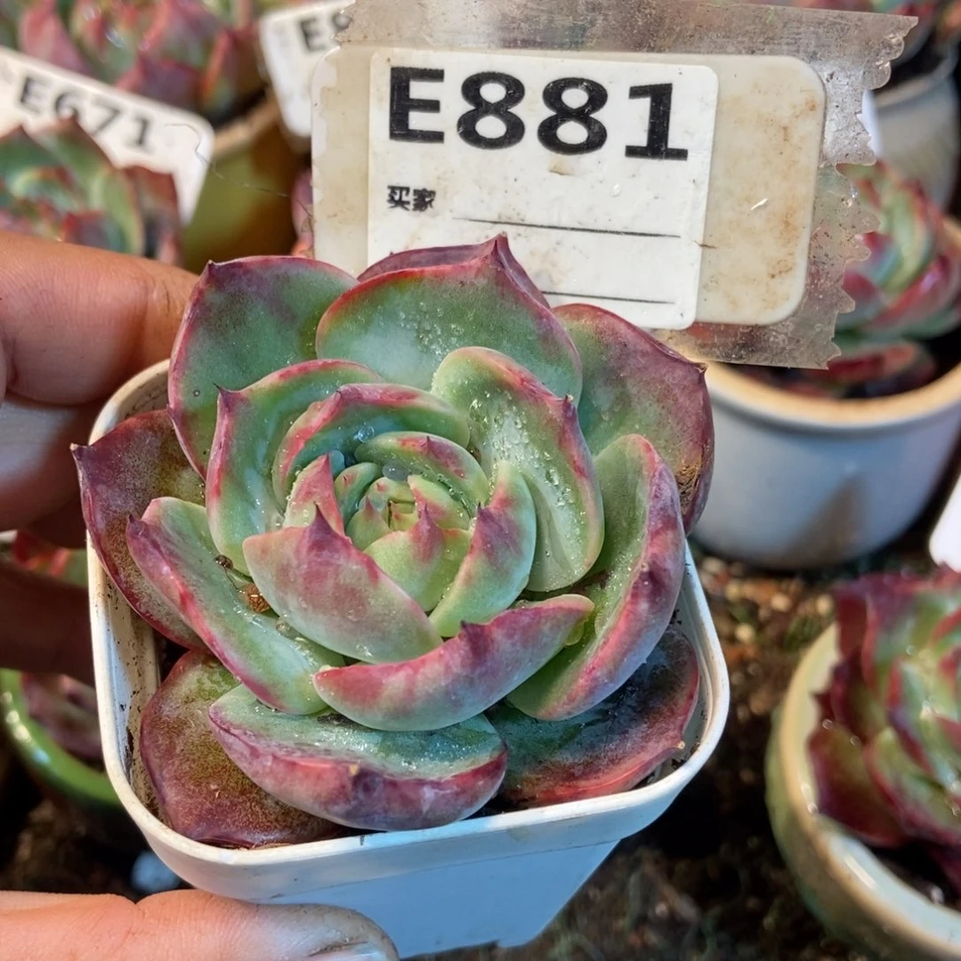 惊鸿一瞥881号楼多肉