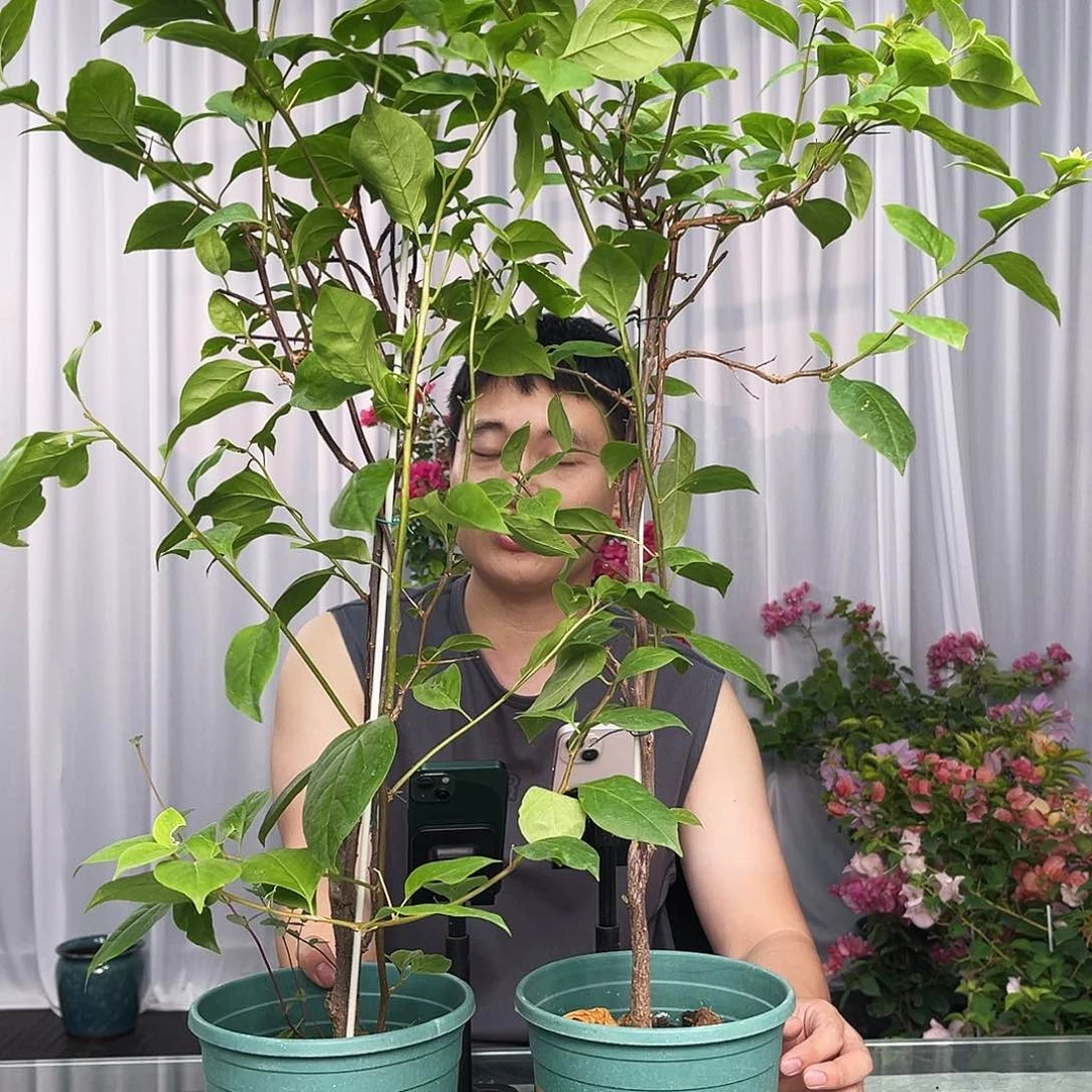 大部分开放少量花苞苏瓦娜带竹一颗