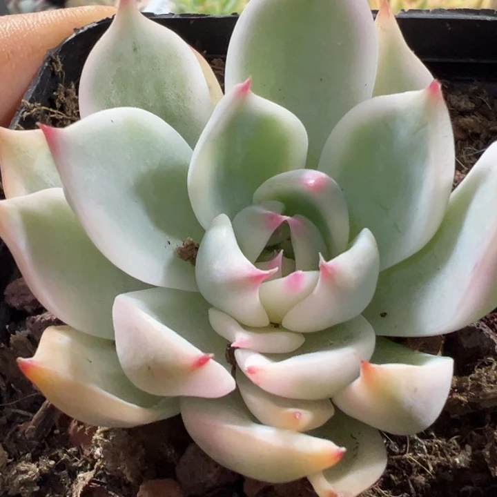 吉娃娃锦多肉植物