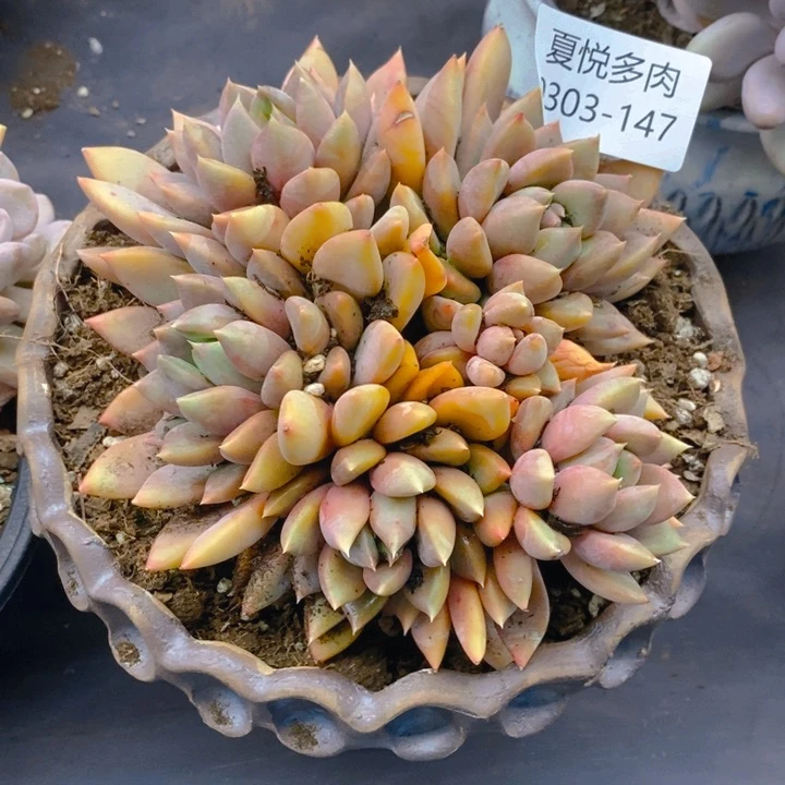 月*?夏悦多肉 0303-147象牙