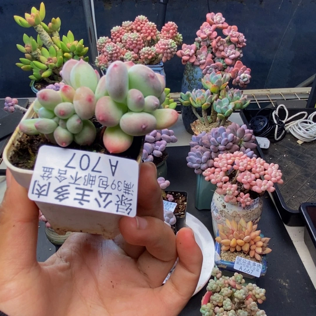 707苹果奶四代缀多肉4c m