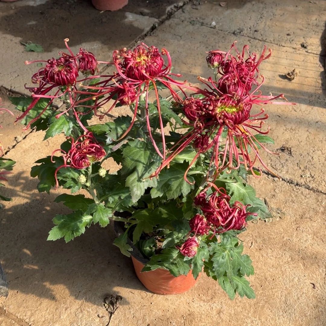 完全开放红丝菊原盆