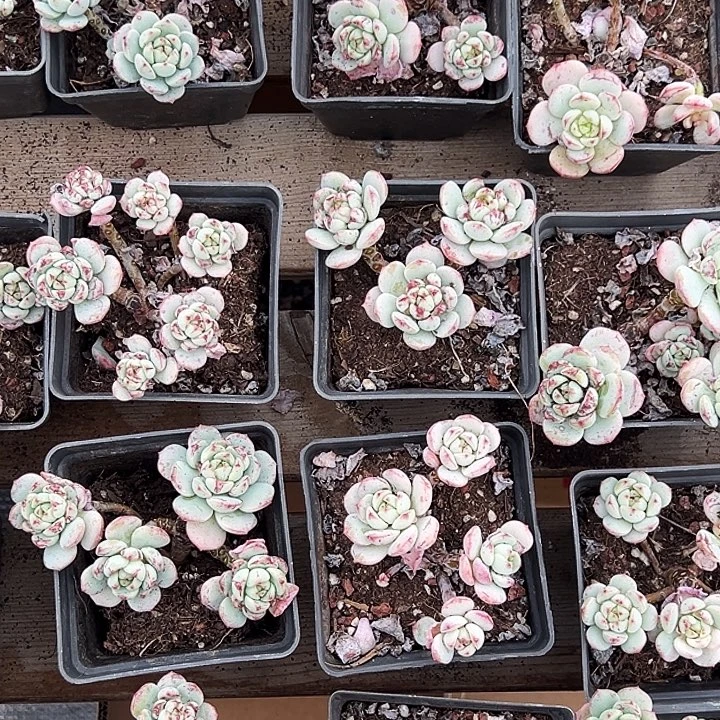 香草老桩。   福利多多